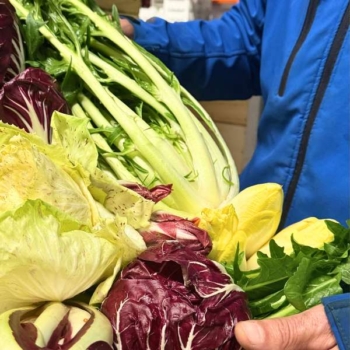 Wintergemüse Obst und Gemüsegroßhandel